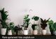 Spune adio umidității și mucegaiului din casă! Top 5 plante care te salvează