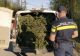 Bărbat prins cu peste jumătate de tonă de cetină de brad transportată ilegal